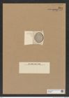 Diatomeae indet. Zeichnungen Sammlung Grunow Nr. 9114 (NHMW-BOT-W0378881)